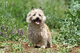 CAIRN TERRIER 565